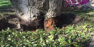 rotten tree damage in texas