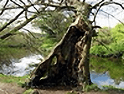 Prevention of Tree Damage Briar Glen TX